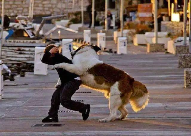 如何纠正狗狗扑人的毛病(训练狗狗不扑人的妙招)-艾拉养犬
