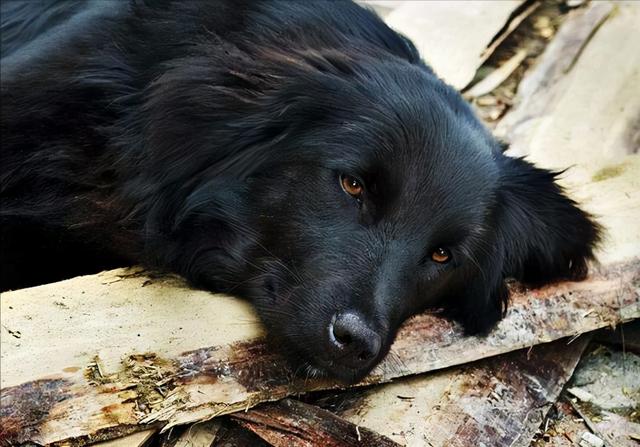 狗狗拉不出屎走路困難(狗狗腦袋歪走路不穩)-艾拉養犬